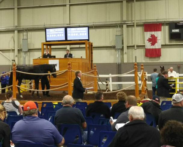 London Classic Yearling Sale online